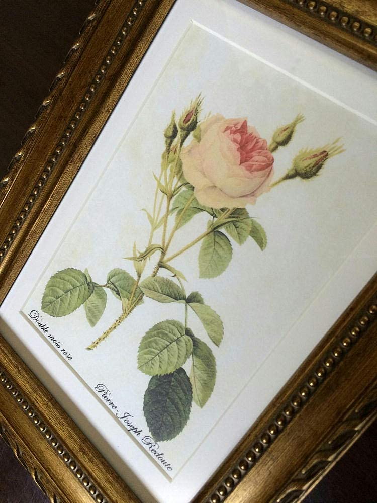 Amazon.co.jp: ピーリモ pealimo ピエール ジョゼフ ルドゥーテ S