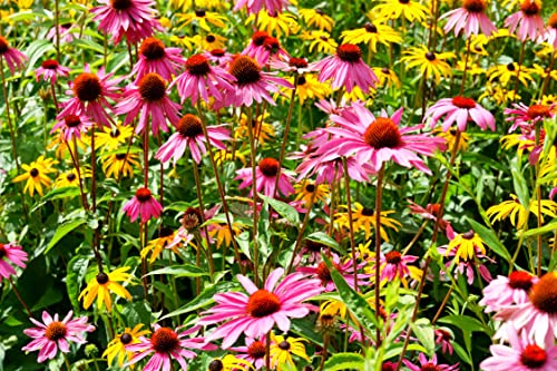 Purpur-Sonnenhut - Purpurrudbeckie - Echinacea Purpurea - Mehrjährig - 200 Samen