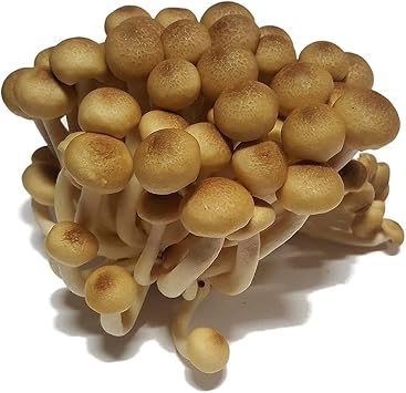 Brown Beech Mushroom (Hypsizygus tessellatus) Liquid Culture Syringe Sample for Mushroom Growing Cultivation on Grain or Agar