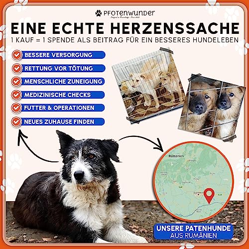 PfotenWunder® XXL-Profi-Agility Set Hunde Groß + 3 Meter-Tunnel + 21 Min. HUNDESCHULE -6 Slalomstangen, für kleine & große Hunde-Training Sport Cavaletti Parcour Steckhürdenset Zubehör Hürden