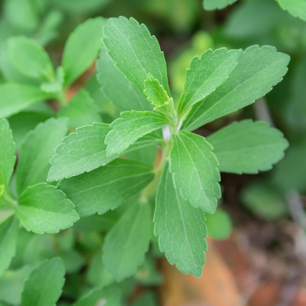 Stevia rebaudiana (Natural Sweetener) – Candyleaf Tender Perennial, Healthy Sugar Substitute – 1 Packet x 15 Seeds by Thompson & Morgan