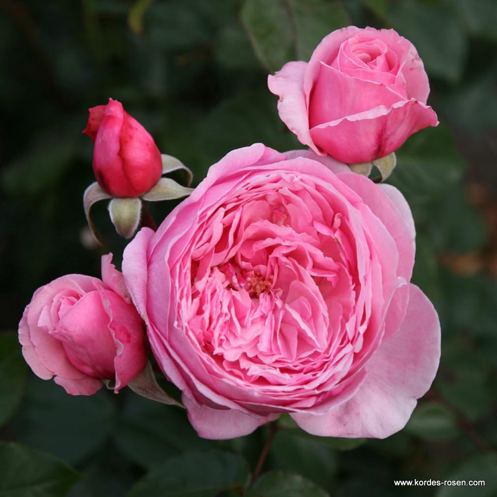 2 x Rose - Rosa 'Kiss me Kate' Topf 25-30 cm - Eine moderne Kletterrose mit betörendem Duft und prächtigen Blüten