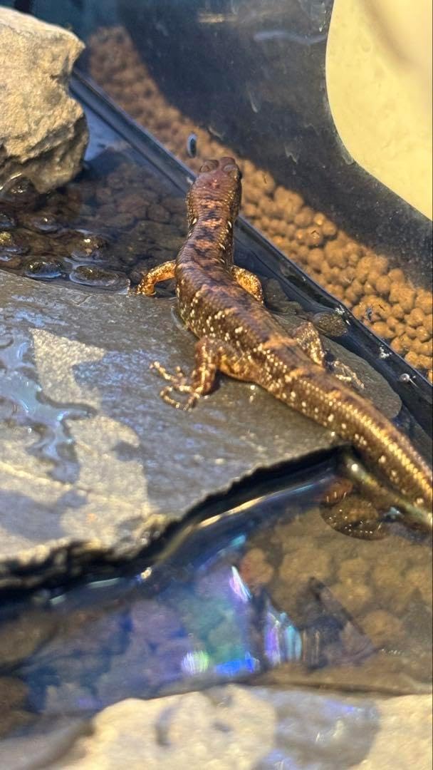 【2個セット】爬虫類 両生類 飼育ケージ 前開き 30×20×20 爬虫類 両生類 飼育ケージ 前開き 30×20×20 爬虫類ケージ 900