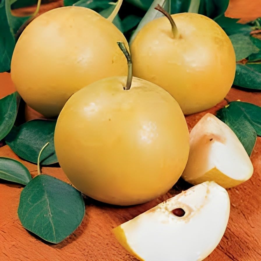 Image of Hybrid Healthy Live Plant Round Babugosha Tropical Fruit Plant /Nashpati /Pear Fruit Grafted for Home Garden Tree Plants (Pack of 1)