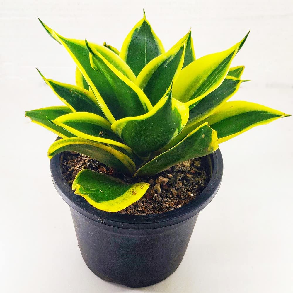 See full amazon price history chart for Gagan Sansevieria Golden Hahnii Snake Plant Yellow Sansevieria Plant Pot Gagan Sansevieria Golden Hahnii Snake Plant Yellow Sansevieria Plant Pot (B0C1P79GW5) Amazon Price History, Amazon Price Tracker