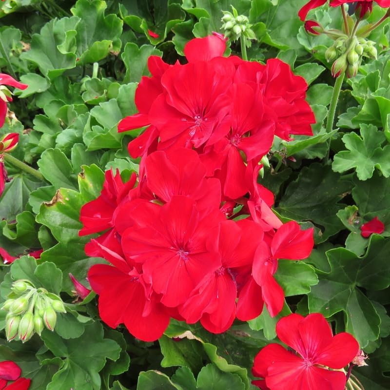 Miniatura 5 de Juego de 2 plantas de geranio rojo vivas, de 4 a 9 pulgadas de alto, geranios de flores resistentes para jardín o macetas, flores perennes fragantes