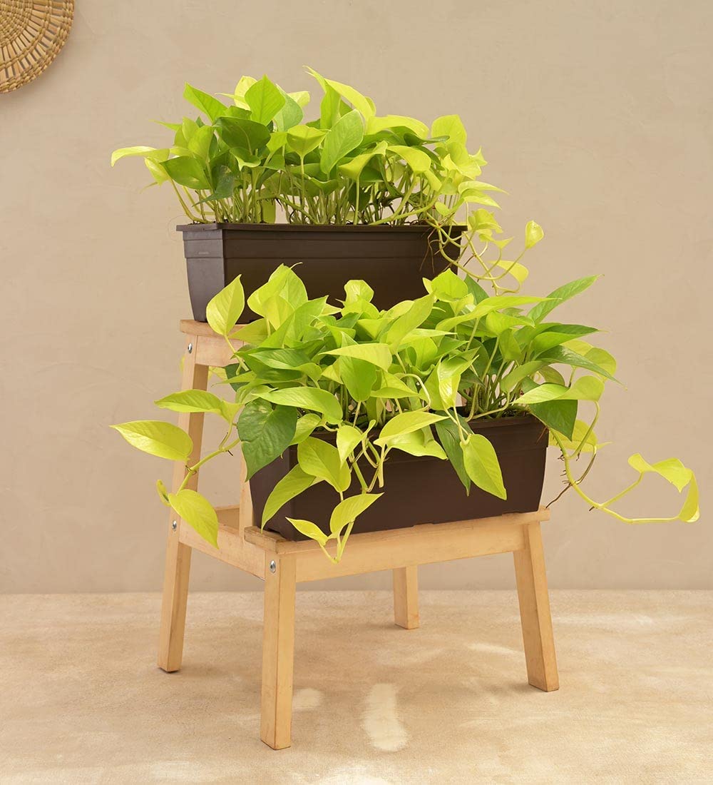 See full amazon price history chart for UGAOO Money Plant Golden Plant - Set of 2 UGAOO Money Plant Golden Plant - Set of 2 (B0B74QG5JF) Amazon Price History, Amazon Price Tracker