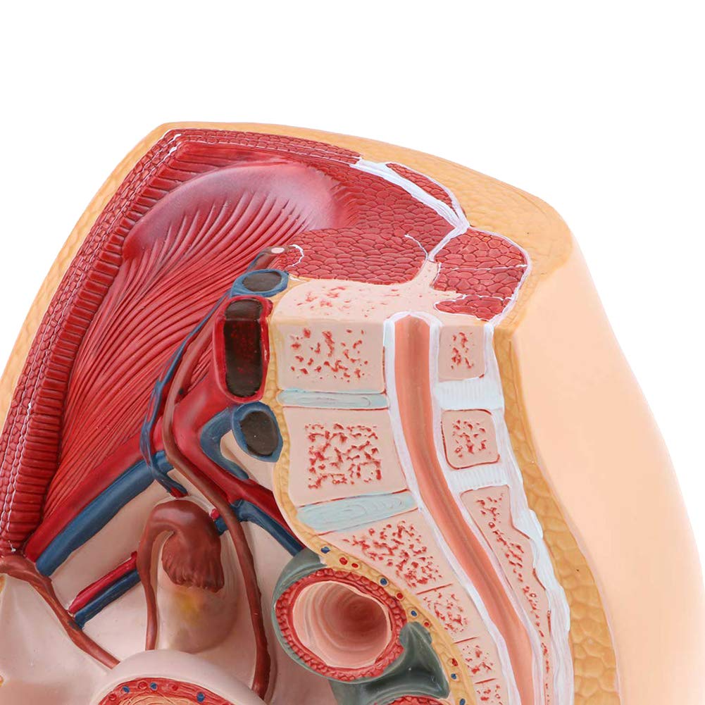 Amazon.co.jp: 女性骨盤解剖モデル、正中矢状断面婦人科泌尿生殖器系