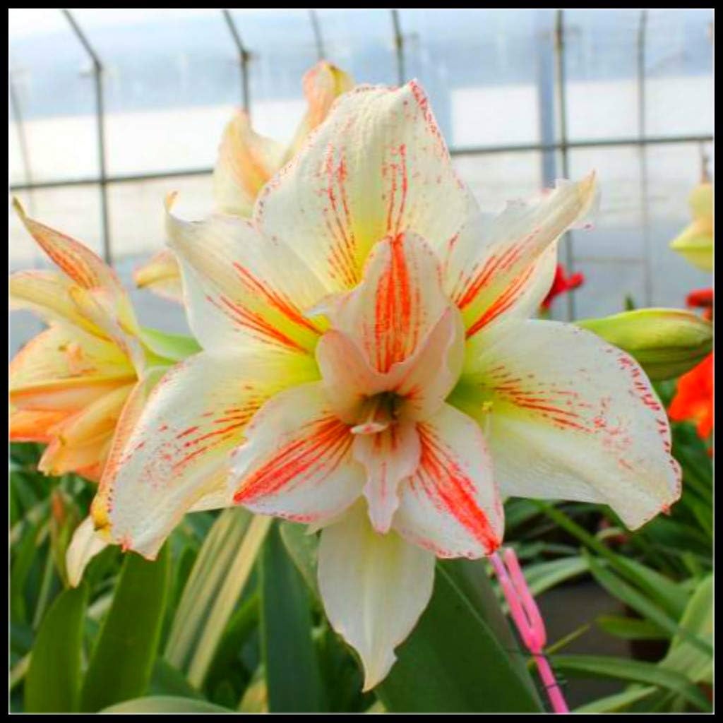 Amaryllis Bulbs Gift,Full of Mystery,Magical Hardy Stunning Beautiful Colors Organic Plant Gift Easy Plant,White,1 Bulb