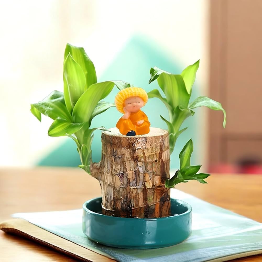 Lucky Brazilian Wood Potted Plant | Indoor Live Lucky Plant |Brazilian Wood for Living Room & Office, Feng Shui Lucky bamboo (With out Pot) Pack Of 1.-image-21