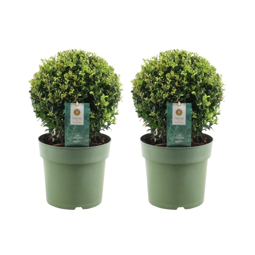 Plants by Frank Ilex Crenata Jenny, 2x Stechpalme Kugel, Ø 20 cm
