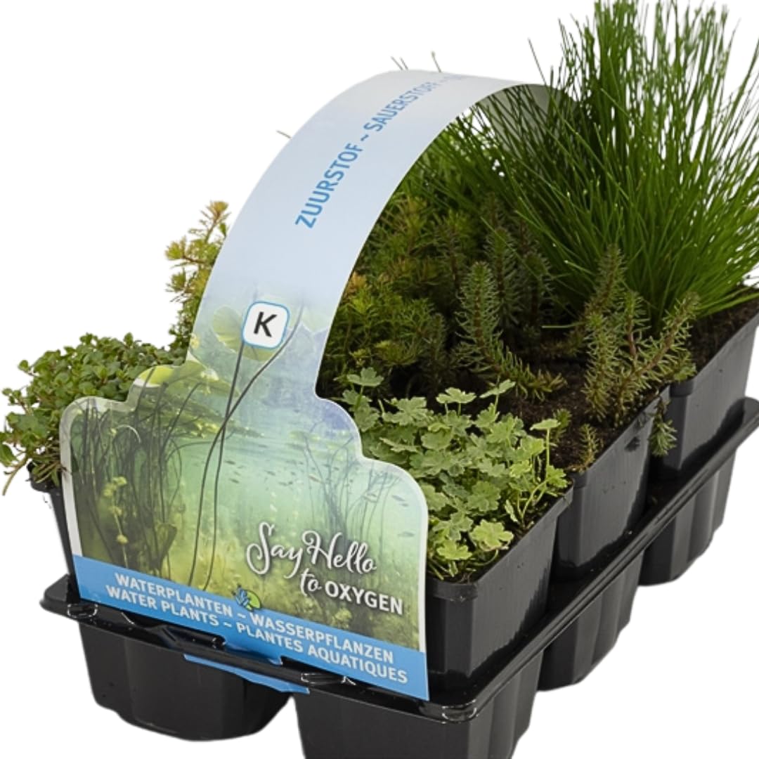 IFLO® 6er Set Sauerstoff Teichpflanzen – Wasserpflanzen für klares Wasser – Winterhart & Pflegeleicht – Nachhaltig aus Holland – Zone 5 - 1