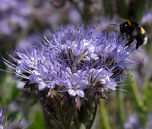 Miniatura 8 de Gaea's Blessing Semillas de encaje Phacelia semillas sin OMG con instrucciones de plantación fáciles de seguir (idioma español no garantizado) -