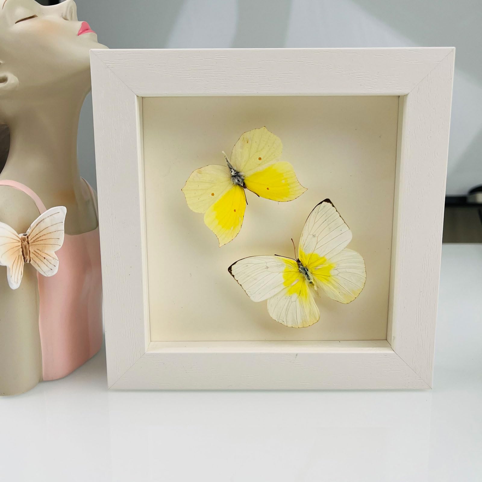 Taxidermy Mounted In Frame,Exquisite Butterflies Insect Specimen,Collection Of Butterfly,Unique Home Decor Wall Decoration Gift For Christmas Valentine Birthday,Real Butterfly Specimens17.6*17.6cm