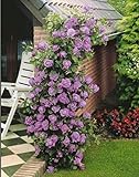 10 Purple Climbing Rose Rosa Bush Vine Climber Fragrant Flower Seeds