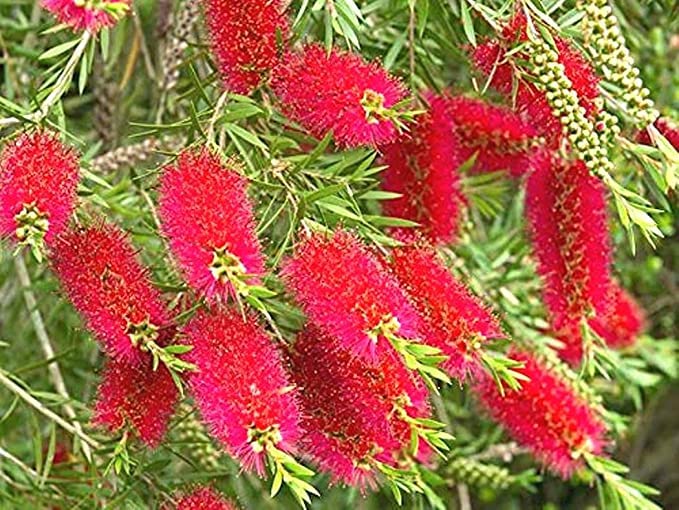 WoFLoo Live Golden Bottle Brush Indoor/Outdoor Decorative Plant with Pot (B0B2NX83WK) Amazon Price History, Amazon Price Tracker