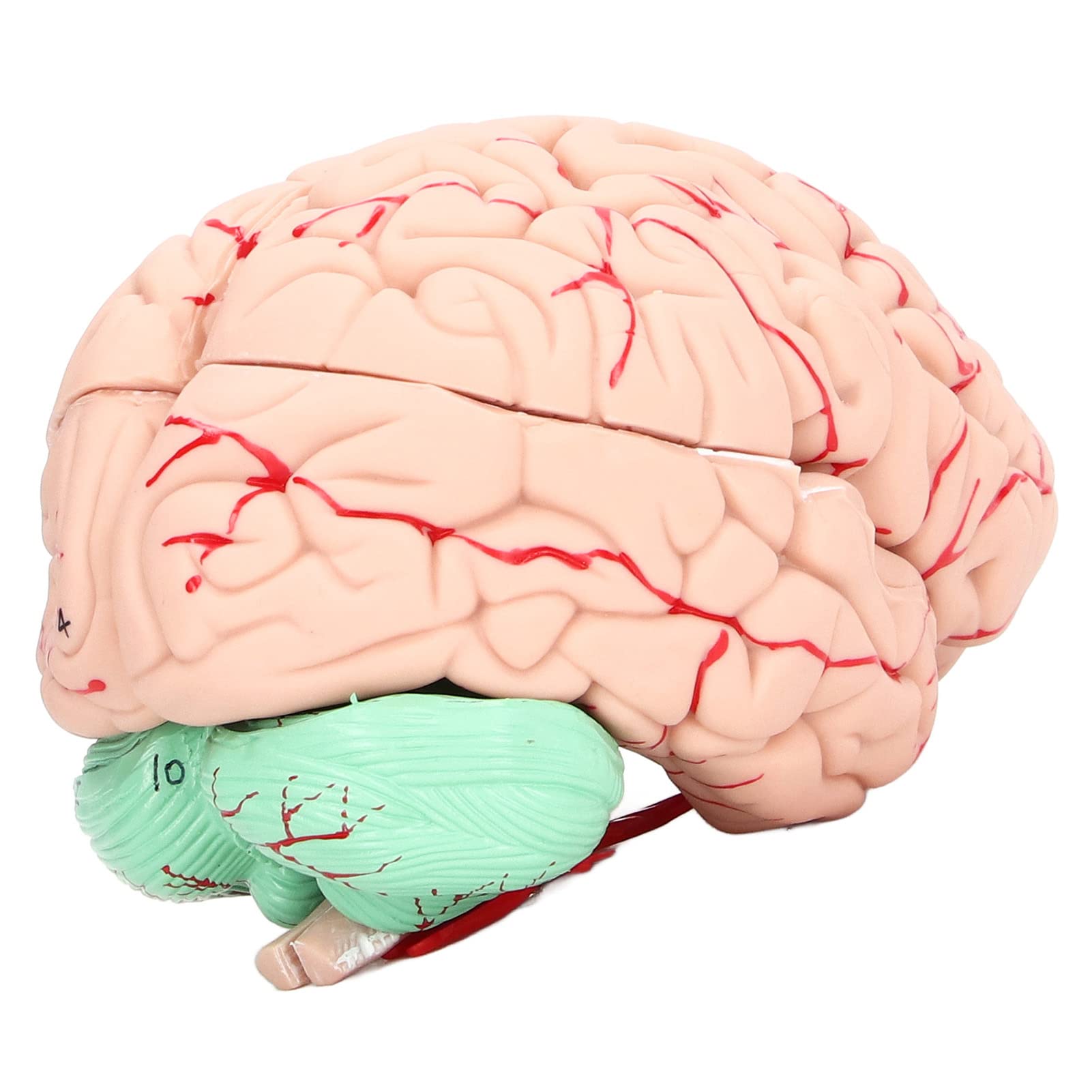 Modelo De Cerebro Humano Desmontable – Anatomía Educativa Para Niños Y Estudiantes