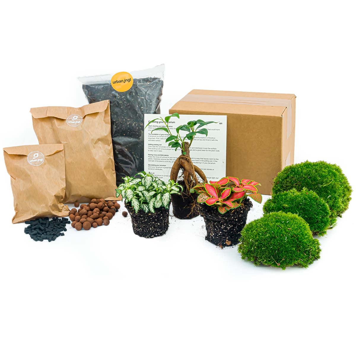 urbanjngl - Bonsai Ficus Ginseng Terrarium Start- und Nachfüllpaket – 3 Terrarienpflanzen für DIY-Projekte – ideal für Gartenliebhaber und Pflanzenfreunde