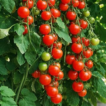 Gardener's Delight Tomato Seeds