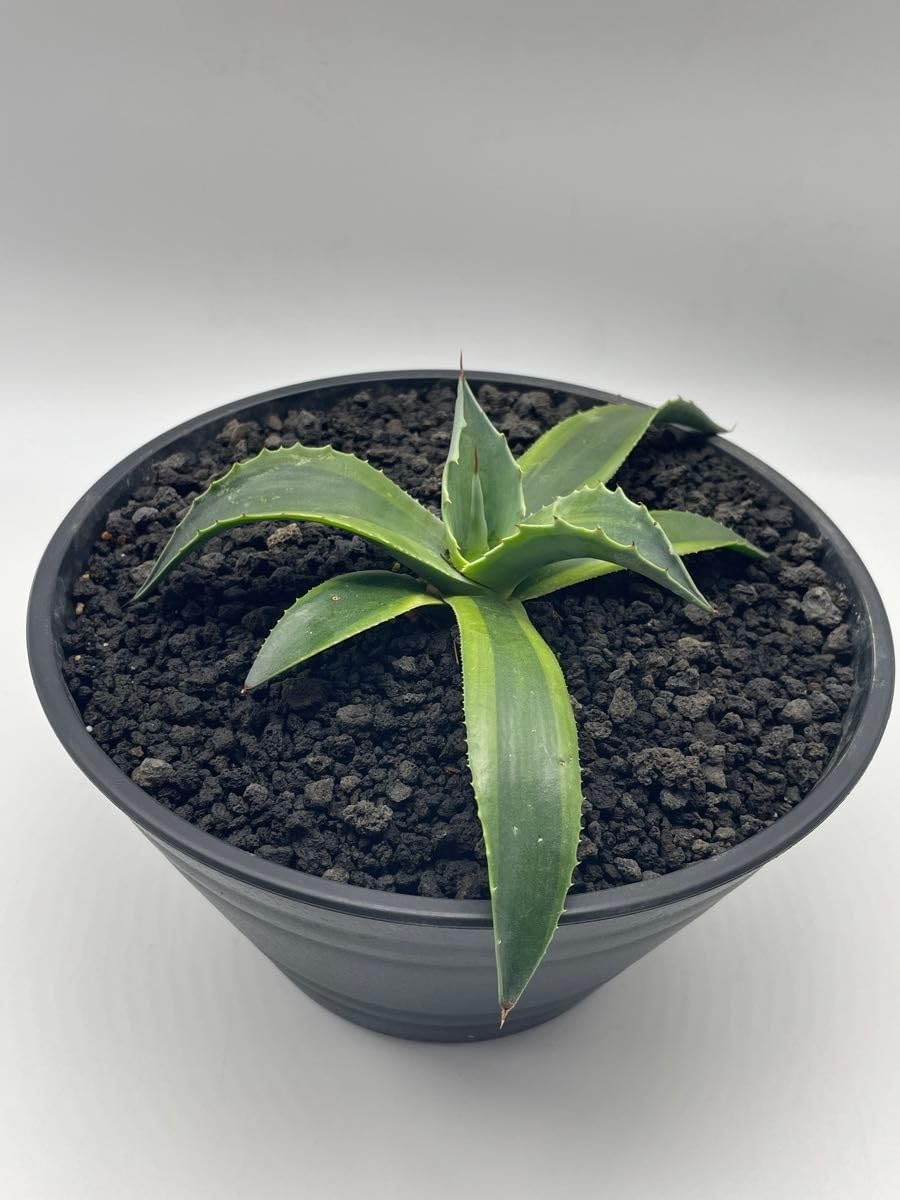 多肉植物シリーズ ユーフォルビア シリンドリフォリアinわけけの
