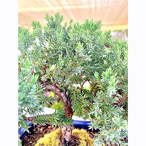 Live-Dwarf-Juniper-Bonsai-Tree-IndoorOutdoor-100-Handcrafted-Home-and-Office-Decor-Best-Gift-for-Holiday-M Live Dwarf Juniper Bonsai Tree IndoorOutdoor 100 Handcrafted Home and Office Decor Best Gift for Holiday M