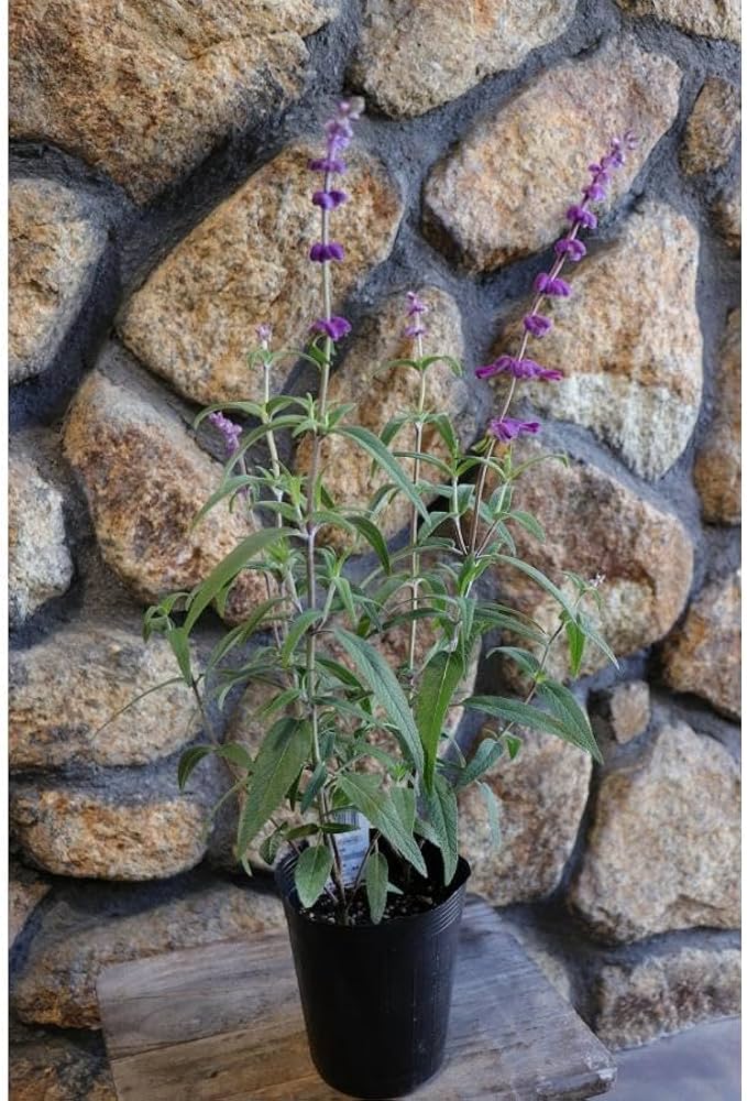 Amazon.co.jp: アメジストセージ 3.5号ロングポット苗 3株セット