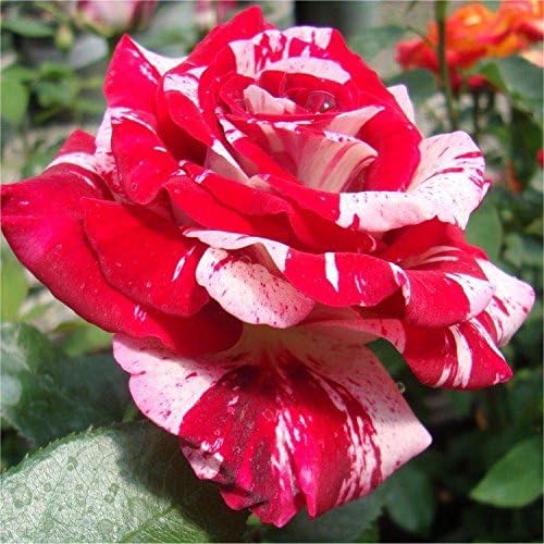 Royal Paradise Gardens Rare Rose Live Plant Bush Rose - Rock and Roll (1 Healthy Plant)
