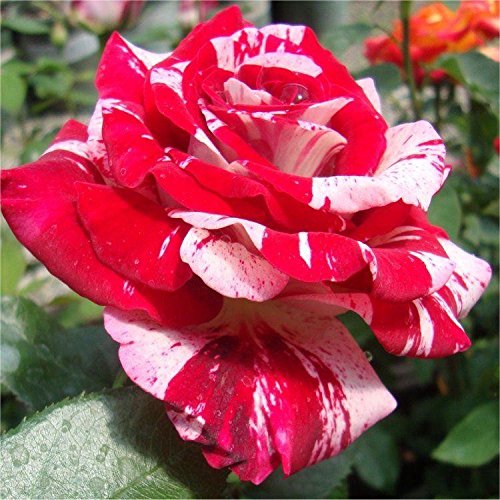 Royal Paradise Gardens Rare Rose Live Plant Bush Rose - Rock and Roll (1 Healthy Plant)