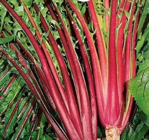 1 Pack of 1000 SEEEDS Baby Leaf - Chicory ITALICO Rosso