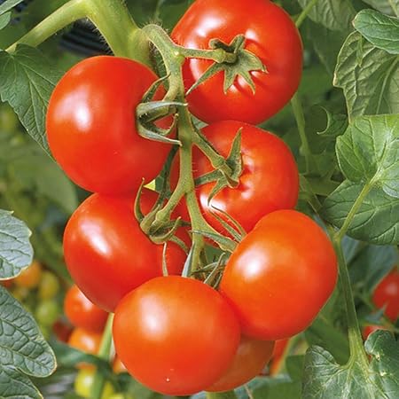 Amazon フルーツトマト苗 中玉トマト フルティカ 接木苗 野菜苗 9cmポット接ぎ木苗 2個セット 実り良い 皮が薄くて甘 い フルーツ感覚で食べられる 自社農場から新鮮直送 地域により遅霜にご注意ください 即出荷 野菜