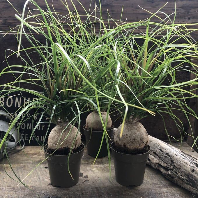 Amazon|ポニーテール トックリラン ノリナ 観葉植物 おしゃれ|観葉 Amazon|ポニーテール トックリラン ノリナ 観葉植物 おしゃれ|観葉