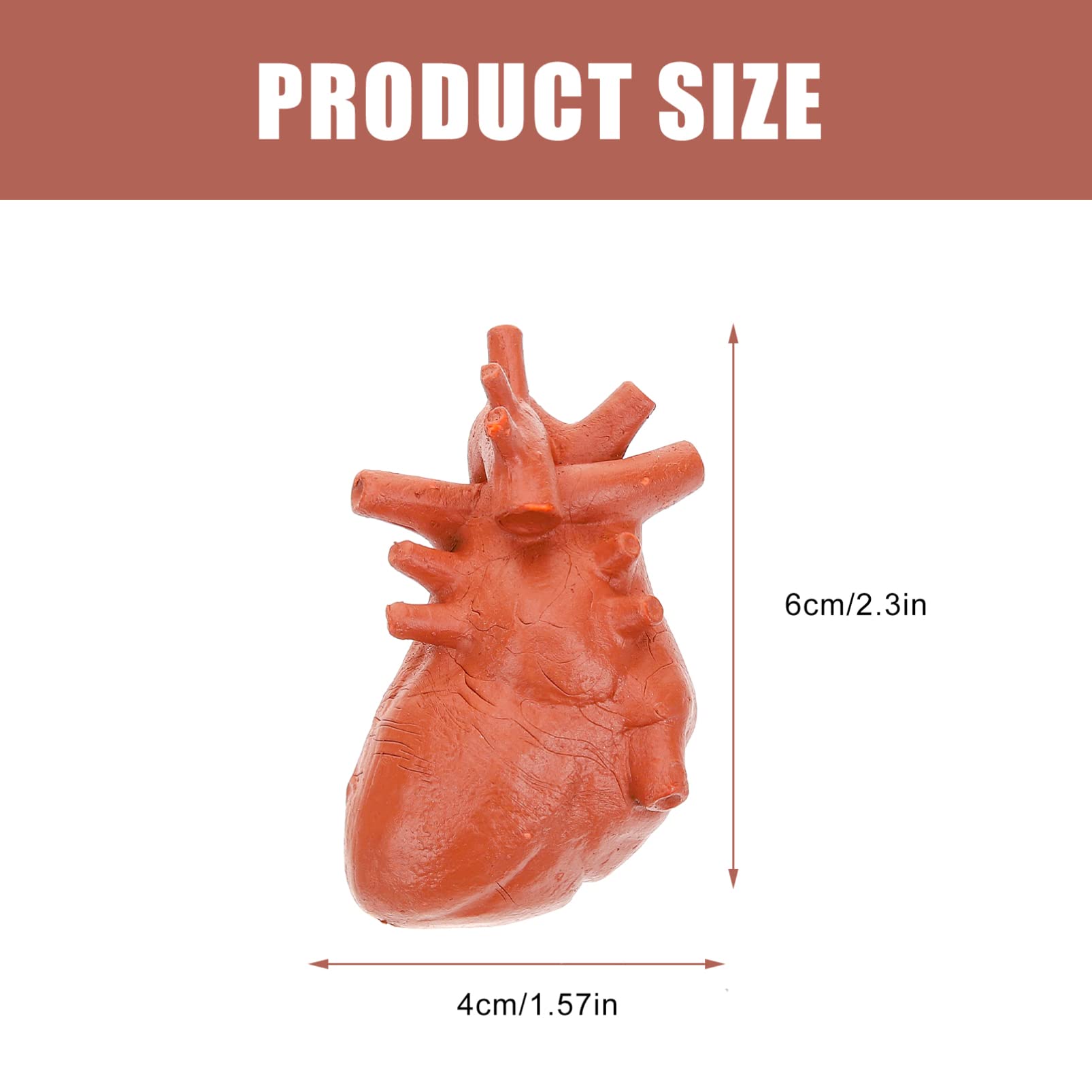 Unomor Teaching Model 8pcs Human Organ Models Set Brain Lung Liver Heart Stomach Kidney for Boys and Girls and Doctors Education