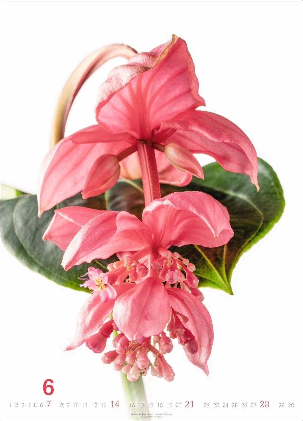 Blütenbilder Kalender 2026: Großer Jahres-Wandkalender mit stilvollen Fotos prachtvoller Blüten. Blumen-Kalender für die Wand. 49 x 68 cm. Hochformat