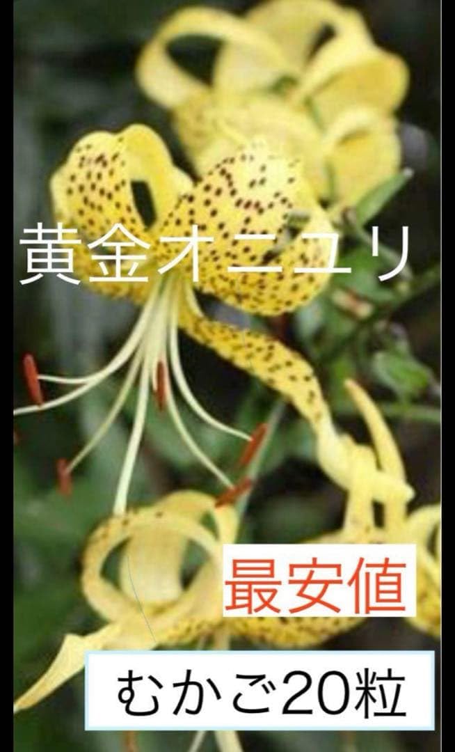 オニユリ３種(黄金オニユリ、無点オニユリ、八重咲きオニユリ)ムカゴ Amazon.co.jp: 黄金オニユリ 20粒 お試し むかご 苗種花苗 e : DIY