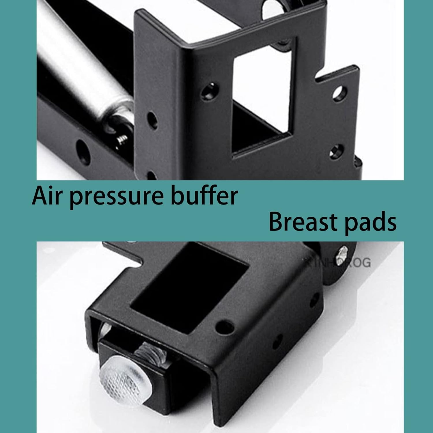 コノフィツム ビロブム EA272 株分け 2頭株