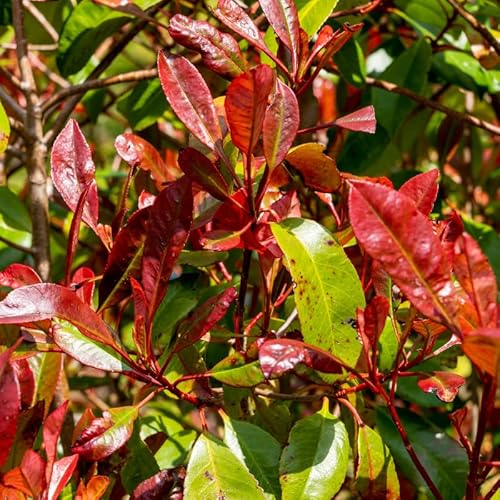 Photinia Fraseri Carré Rouge 50cm en Pot - Plante En Pot - Floraison Mai à Juin - Couleur de la Fleur - Hauteur 2-3 m