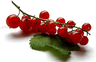 Red Lake Currant - 1 Gallon - Bob Wells Nursery