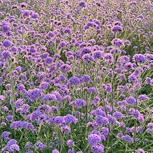 Eisenkraut Samen Mehrjährig Verbene Alte Sorten 300pcs