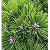 Japanese Red Pine Low Glow 25-30 cm Pinus Densiflora