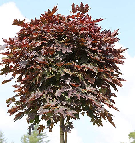 Hochstamm Säulen Blut Ahorn 125-150cm - Acer platanoides - lebende Gartenpflanze aus den Baumschulen