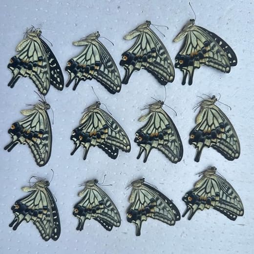 Butterfly Specimen Real Butterfly Without Wings Triangular Paper Package, Assorted Varieties, Natural Collectable Specimen for Display and Research (Mandarin Butterfly)