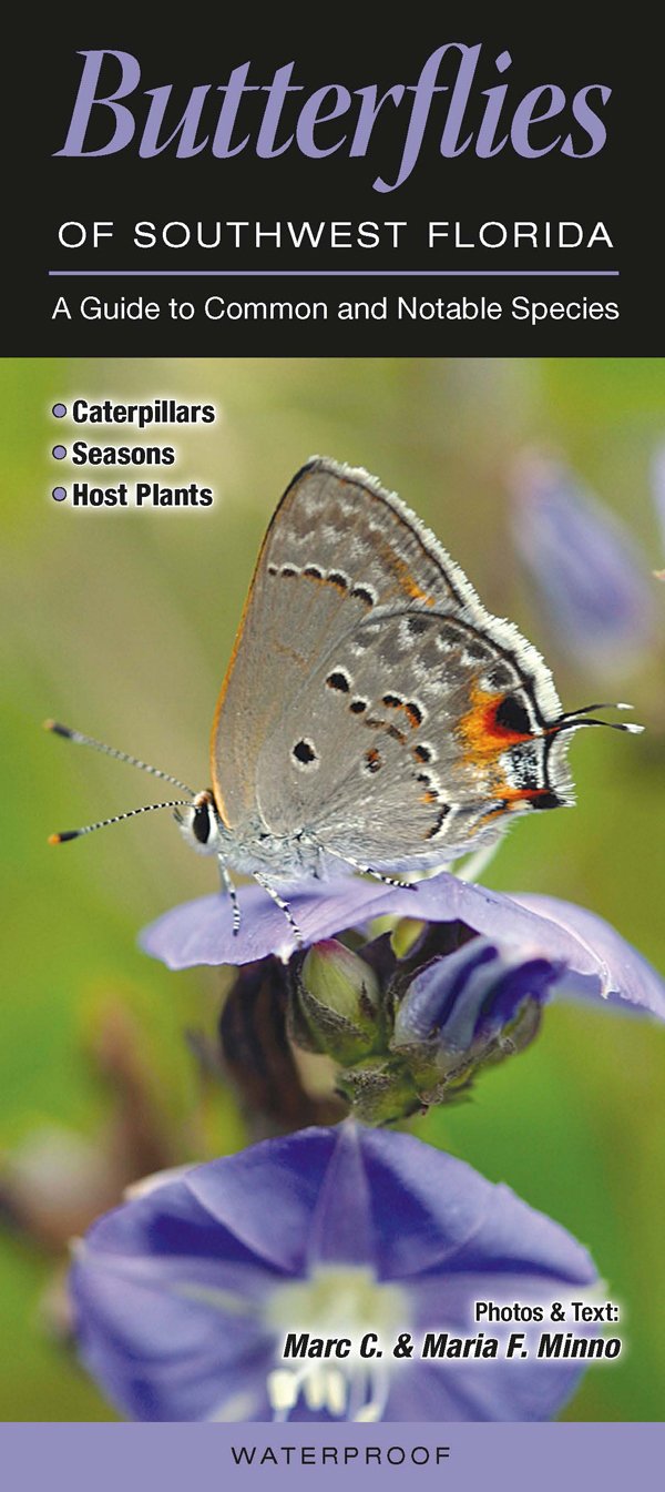 Buy Butterflies of Southwest Florida A Guide to Common & Notable