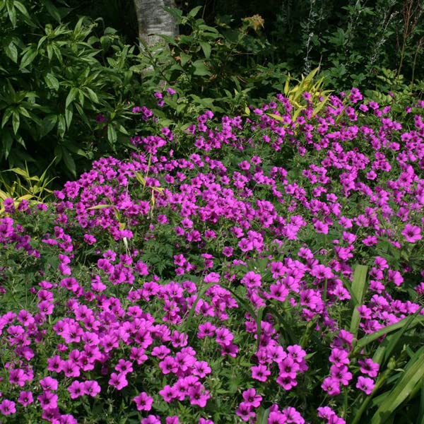 12 unità Geranium 'Patricia' - Perenne Cranesbill Vaso 9x9cm ±1 m² - Geranio con Fiori Rosa Chiaro per Giardini e Bordure