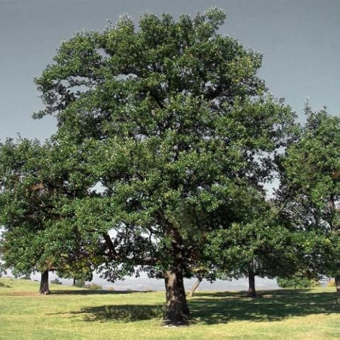 Plant World Seeds - Quercus Robur (Oak Tree) Acorn Seeds (Tree & Shrub Seeds) Cover