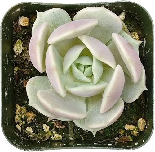 Miniatura 5 de Echeveria Lola - Planta suculenta saludable Echeveria Live de fácil cuidado para interiores, totalmente arraigada en tamaños de 246 pulgadas