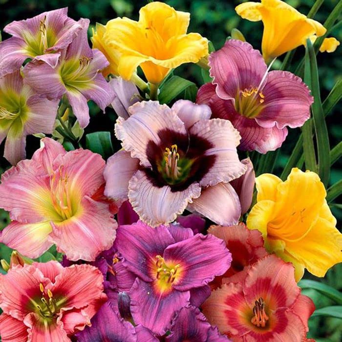 Day Lily Flower for Vase Big Size set of 10 Bulbs By Zabbus 1