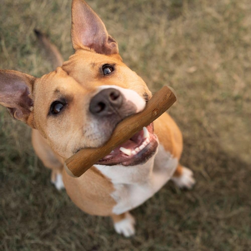 Wildfang® Bois de Café Naturel pour Chien, M – Jouets à Mâcher Robustes pour Mâcheurs Agressifs, Jouets de Dentition pour Chiot, Entraînement des Muscles de Mastication, Chiens de 15 à 25 kg, lot de 3