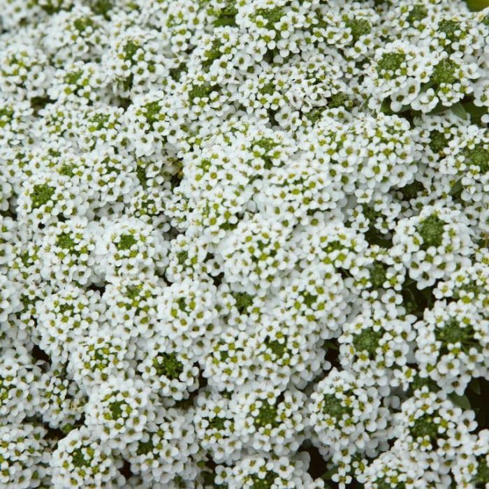 Willvine WHITE STREAM Sweat alyssum-XLR-6T-image-13