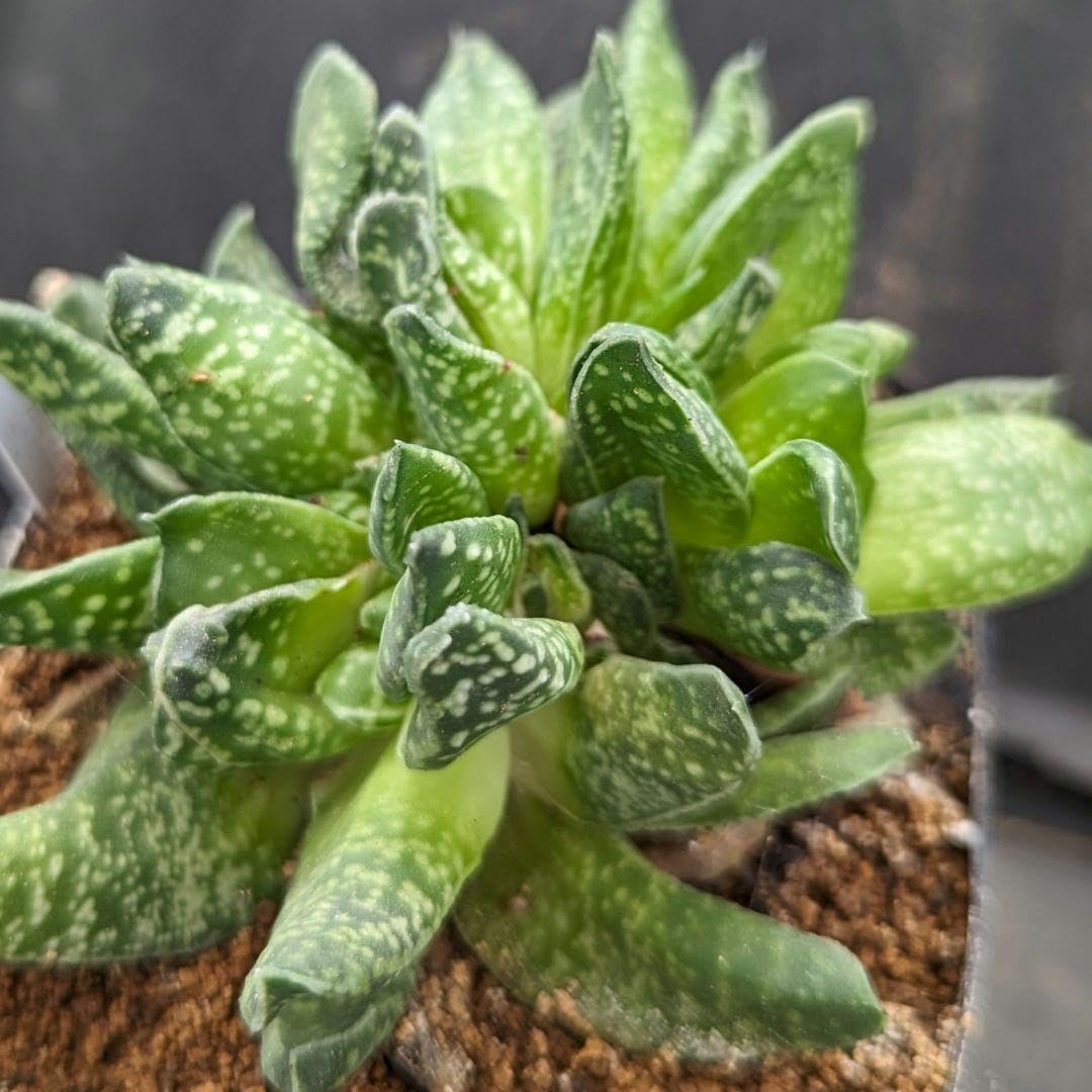 Amazon.co.jp: 超絶シリーズガステリア白星竜モンストローサ(綴化)in