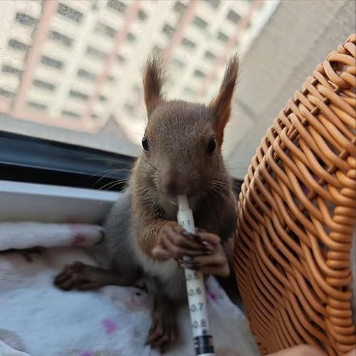 Miniatura 6 de Kit de 11 tubos de alimentación para cachorros y gatitos pequeños y jeringa de alimentación transparente de 51020302.0 fl oz, tubo de alimentación